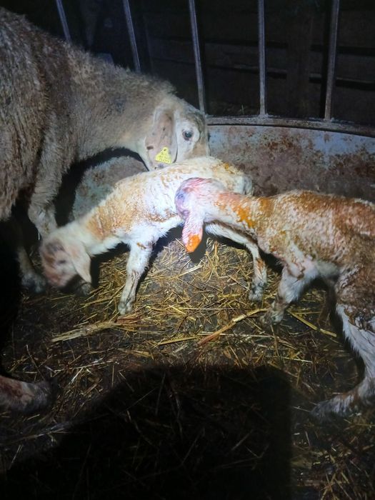 Vând mieii din gemenii de carne