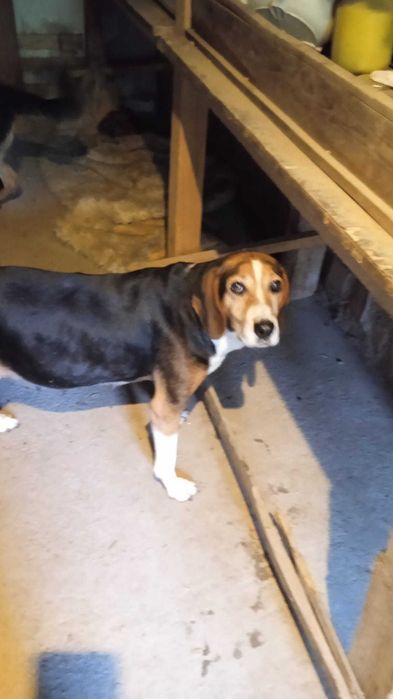 Подарявам гончета 2 броя на 2 месеца и половина.