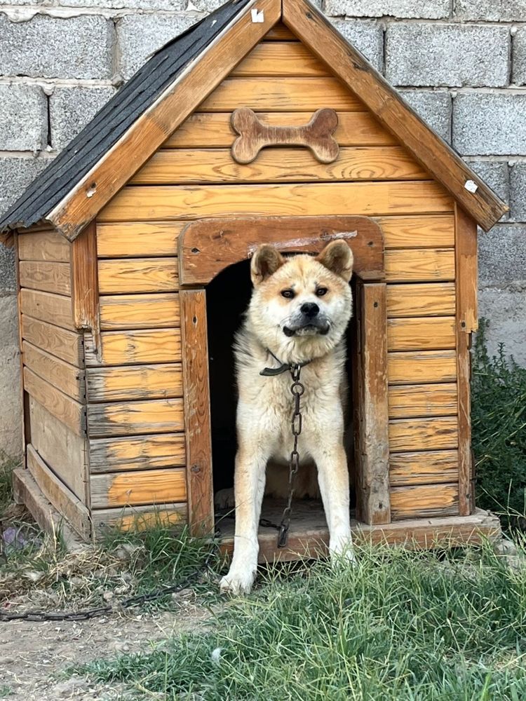 Продается собака