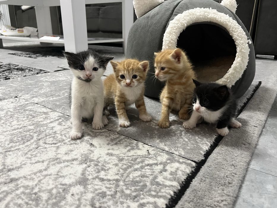 Se dau spre adoptie 2 pui de pisica