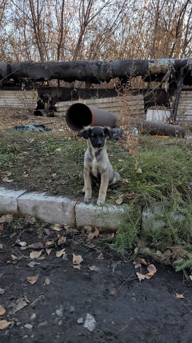 Малыш ищет доброго и заботливого хозяина!