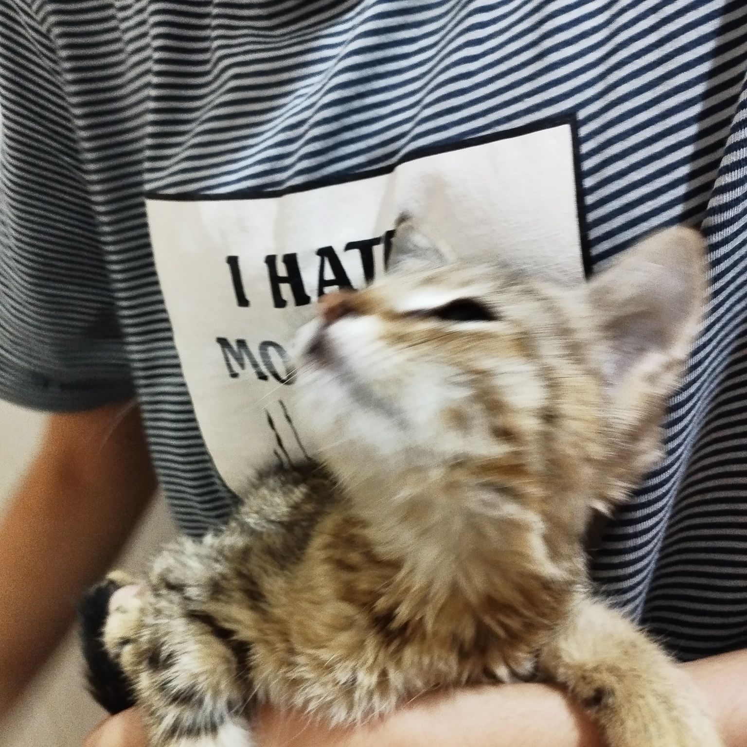 Кошка ищет любишую семью мальчик