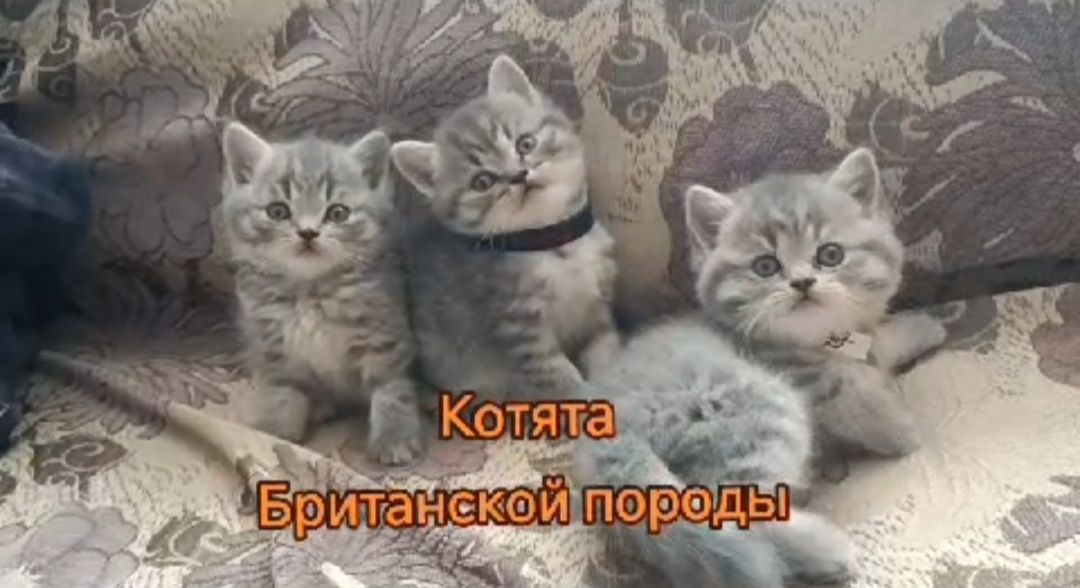 котята британские