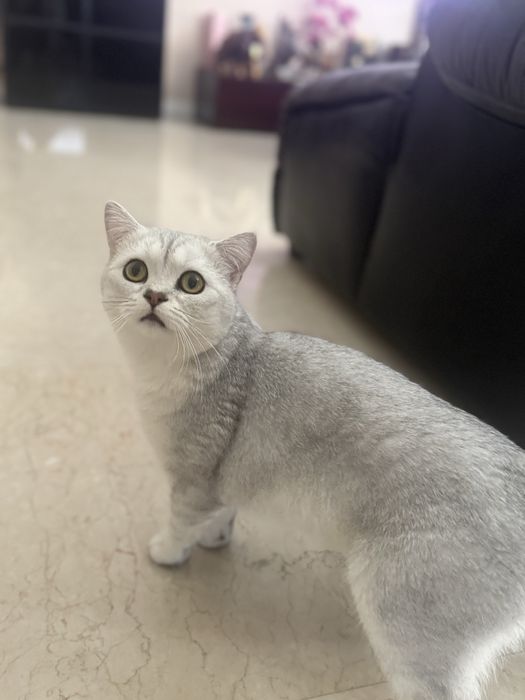Pui British Shorthair Silver - rasă pură, 9 luni, cu toate accesoriile