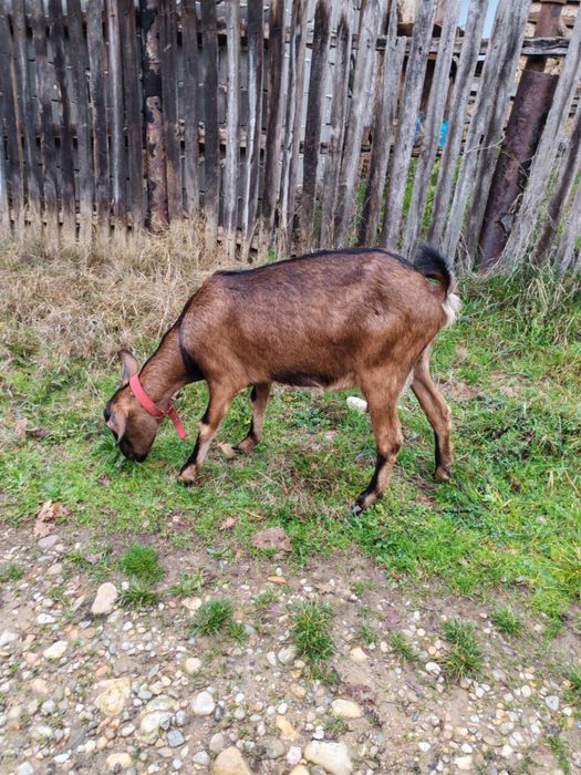 Vand cape alpine franceza