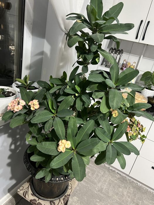 Цветок малочай , цветет круглый год