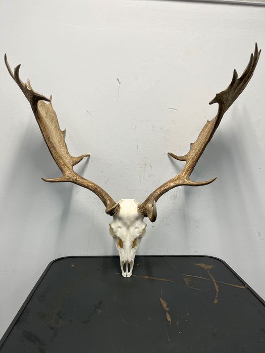 Трофей Елен лопатар