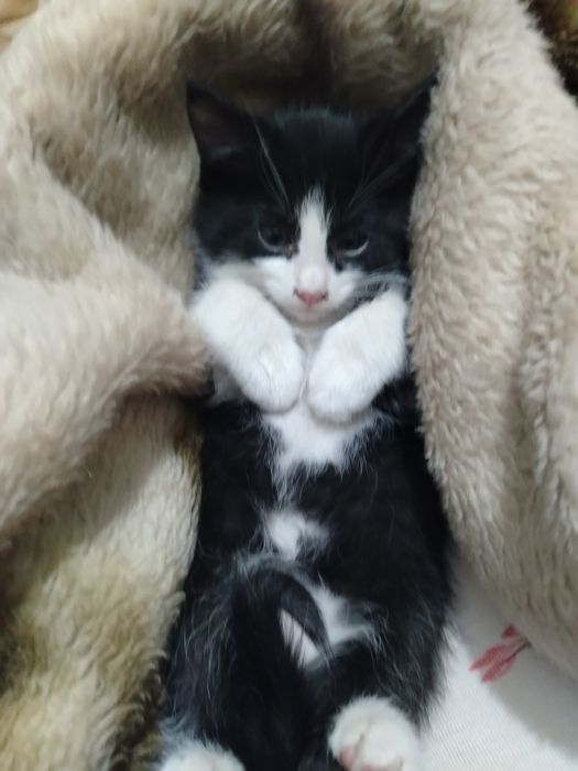 Отдам котят в добрые руки