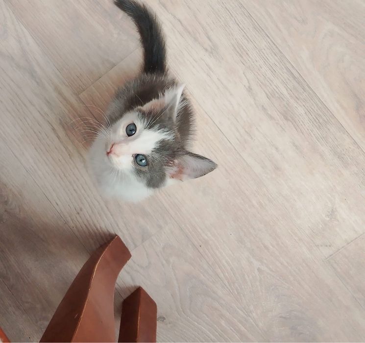 Отдам котенка в добрые руки. Мальчик