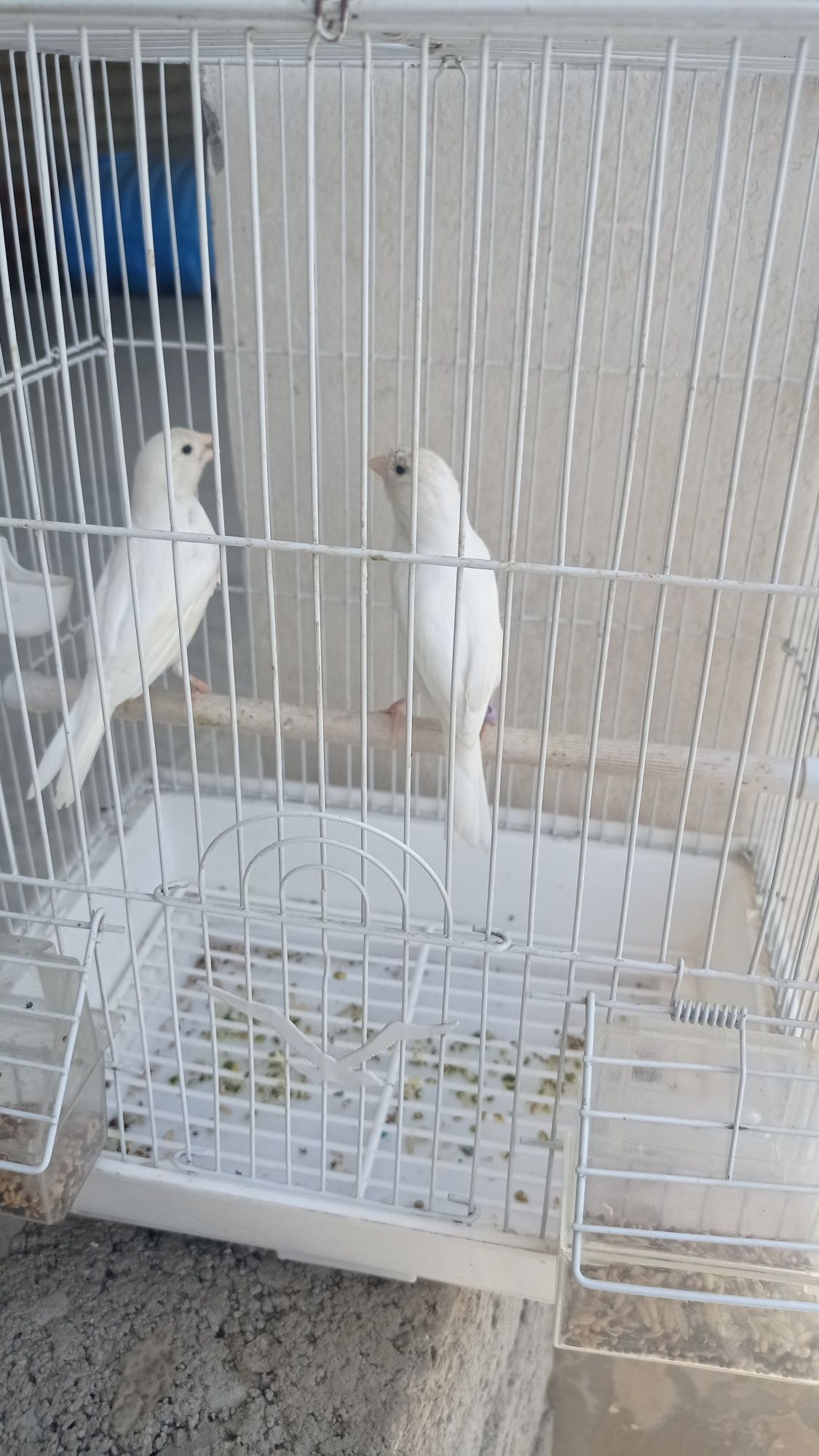 канарейки щегол.