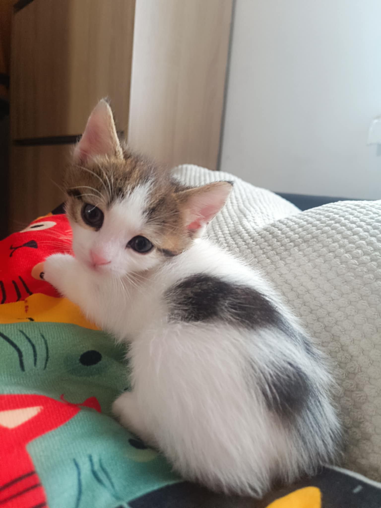 Подарявам сладки котенца