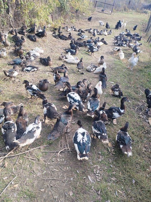 Rațe leșești crescute natural