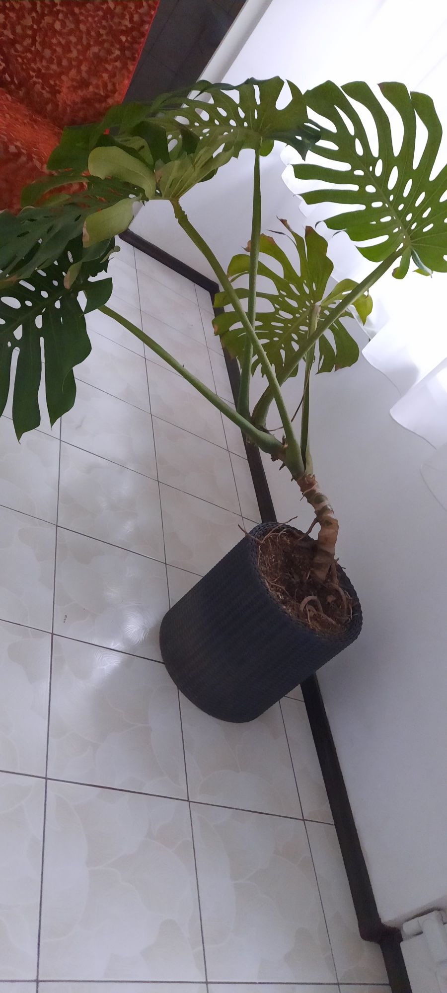 Filodendron monstera. Planta decor intetior