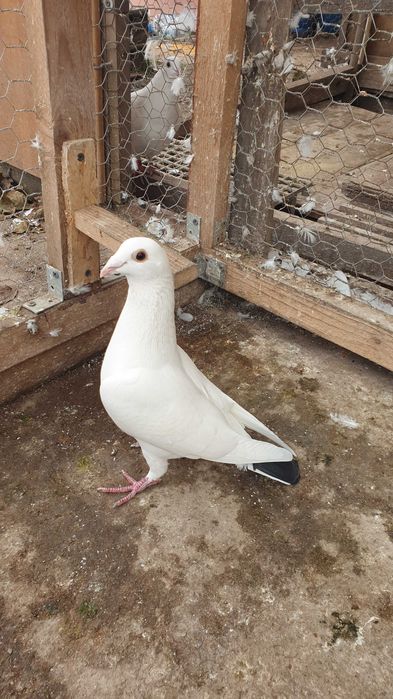 Ocazie! Vand 4 femele voiajor de concurs cu origini foarte bune!