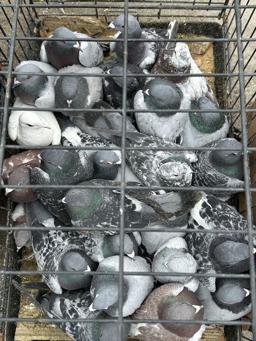 Vamd porumbei voiajori