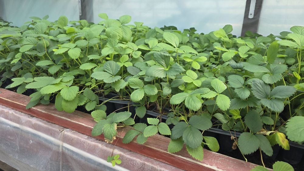 Vând Stoloni Capsuni Collosus