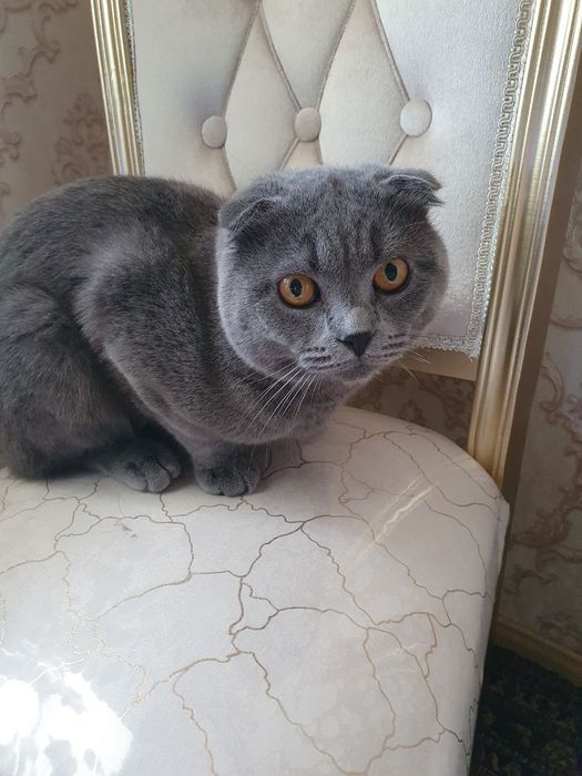 Продаётся скоттиш фолд вислоухая,1.5 год,мальчик