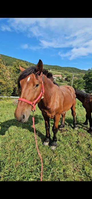 Mânz (cal castrat)  de 2,5 ani- garantat  la lemne si la căruță!