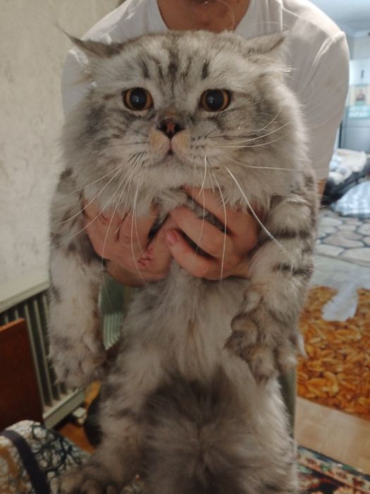 Персидский кот, не дорого в добрые руки