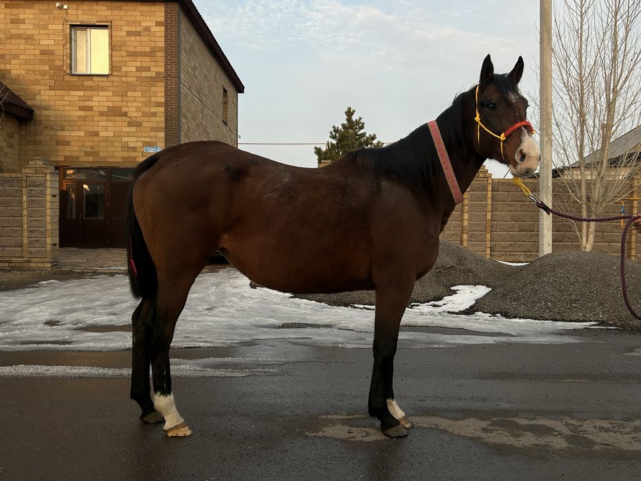 ТОРГ!Английская чистокровная жеребая кобыла/Тазаканды агылшын буаз бие