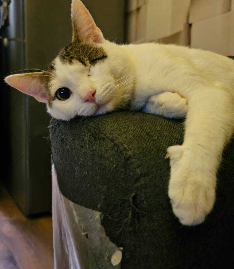 Котак на 1 година