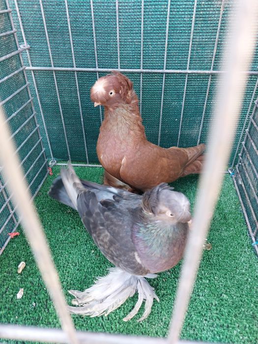 Jucatori de Botosani de vanzare