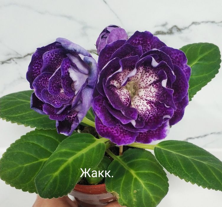 Цветущие глоксинии.