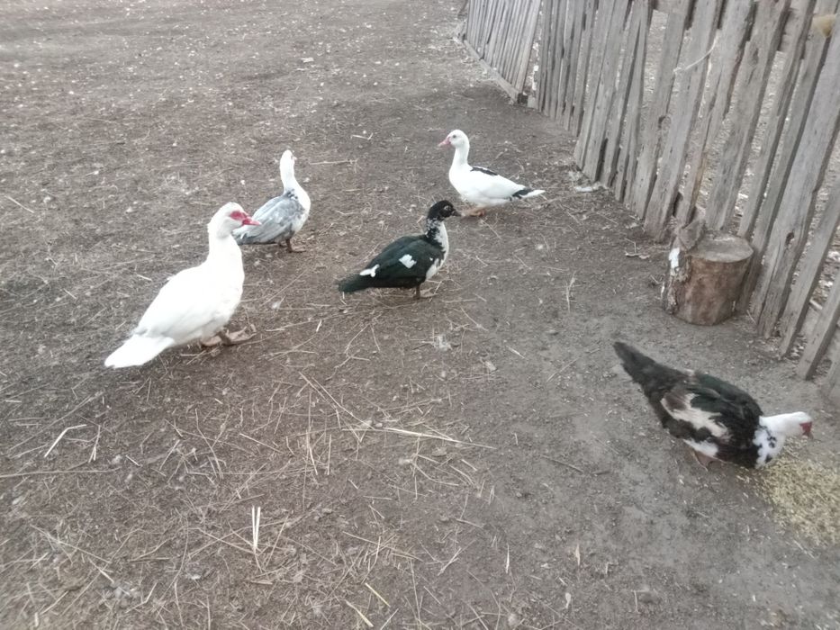 Продам индоуток срочно
