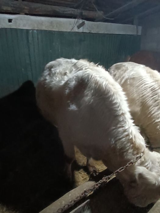 Аулекол сиыр сатылады еки Туган продам аулекол корова