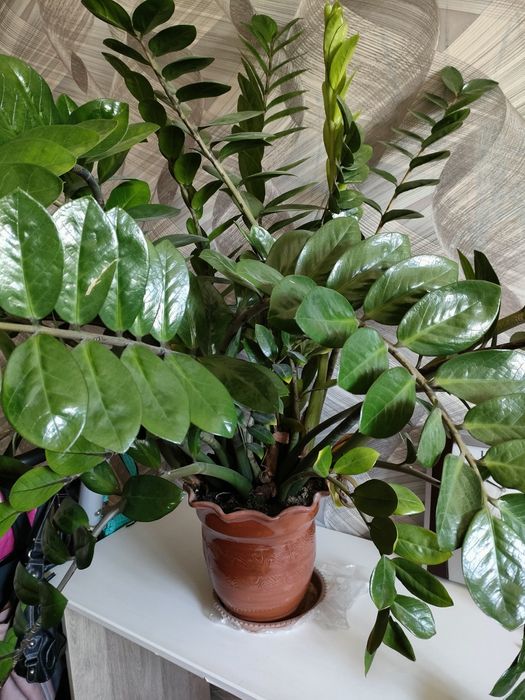 Продам замиакулькас