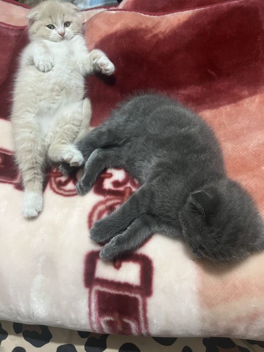 Кичкинтойла сотилади 500.000