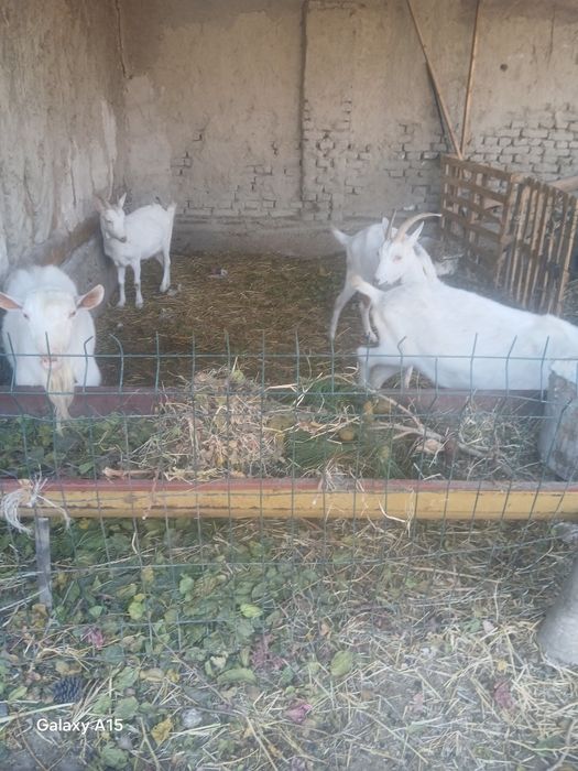 Zanin zotli echki sotiladi 2 oylik bugoz martga tugadi