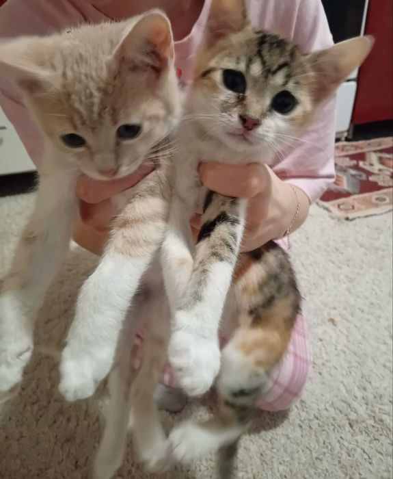 un motanel si o pisicuta