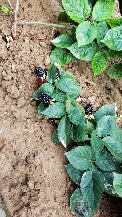 Саженцы Ежевики сорт "Натчес"