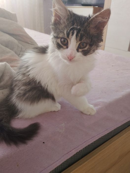 Подарявам котета