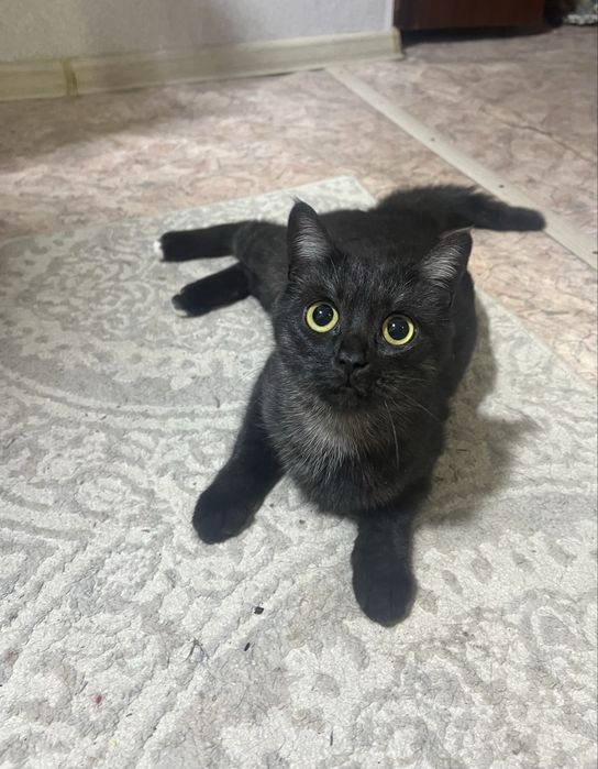 Отдам бесплатно кошку шотландская