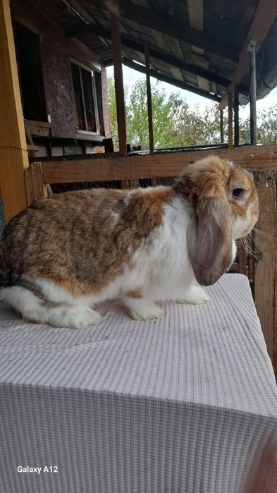 Femele berbec german