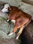 Vaca gestanta frumoasa