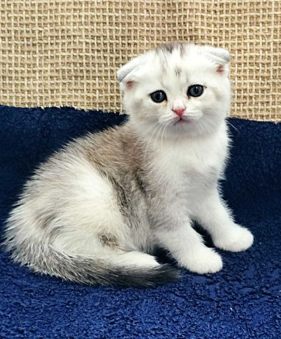 Продаются котята вислоухие, девочки