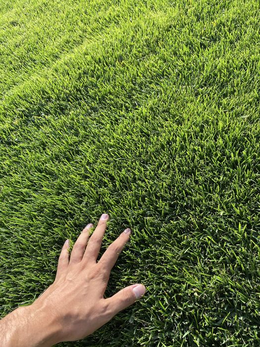 Готовые рулонные газоны в ташкенте