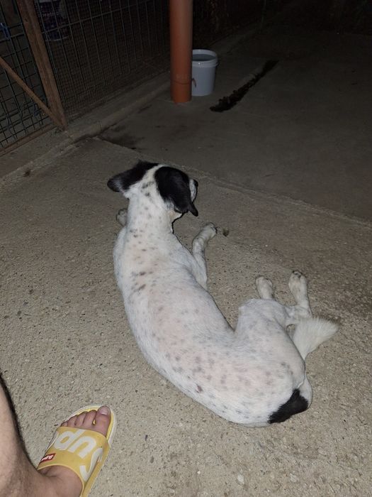 Donez cățelușă de talie medie