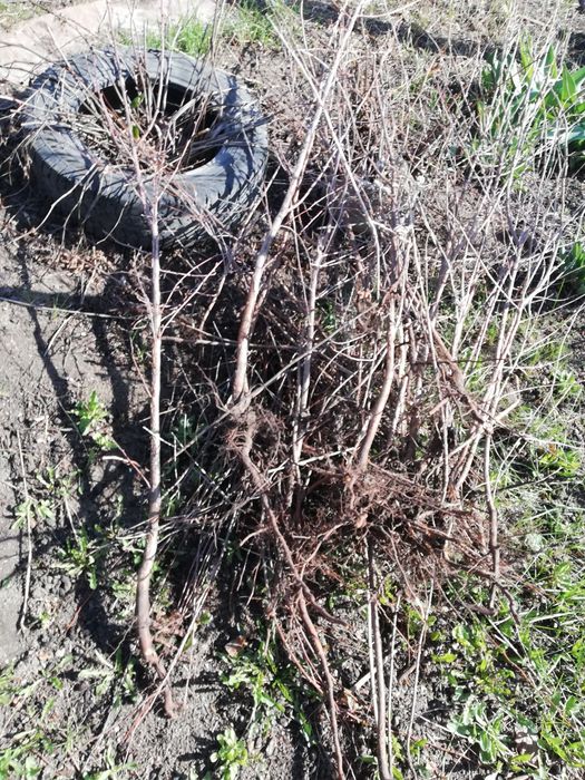 Продам саженцы вишни