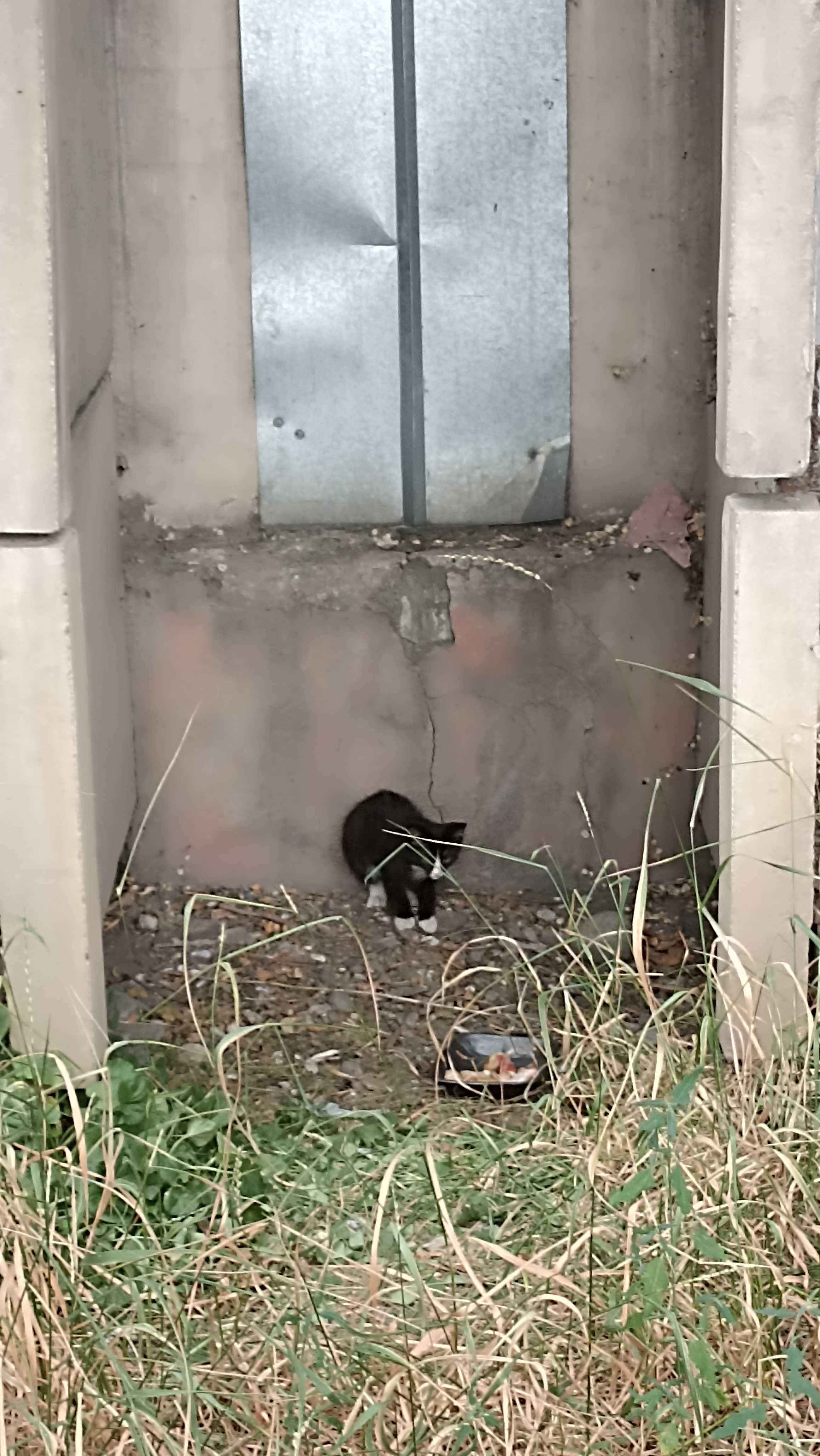 Кошка с котятами