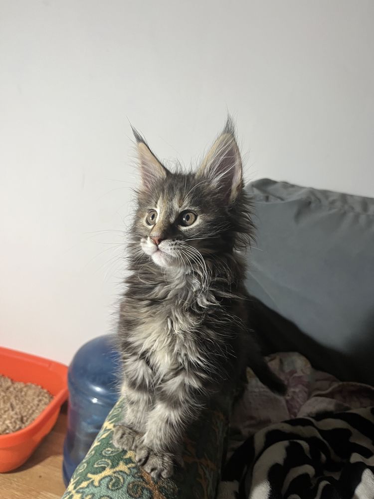 Котята мейнкуну крупные