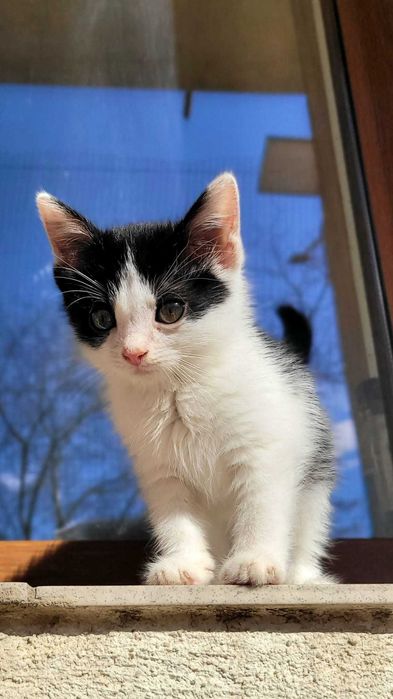 Motanel de 2 luni pentru adoptie - Iasi
