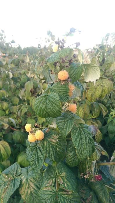 vand zmeura galbena Poranna Rosa(galbena)