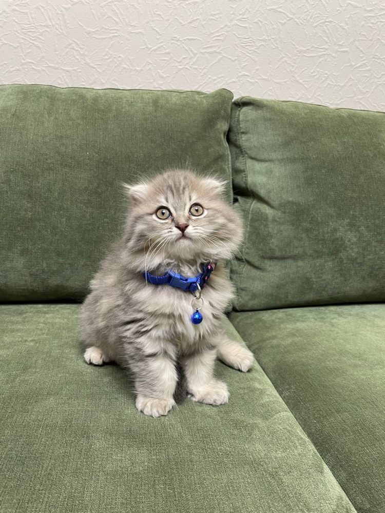 Котята скотиш фолд и скотиш страйт