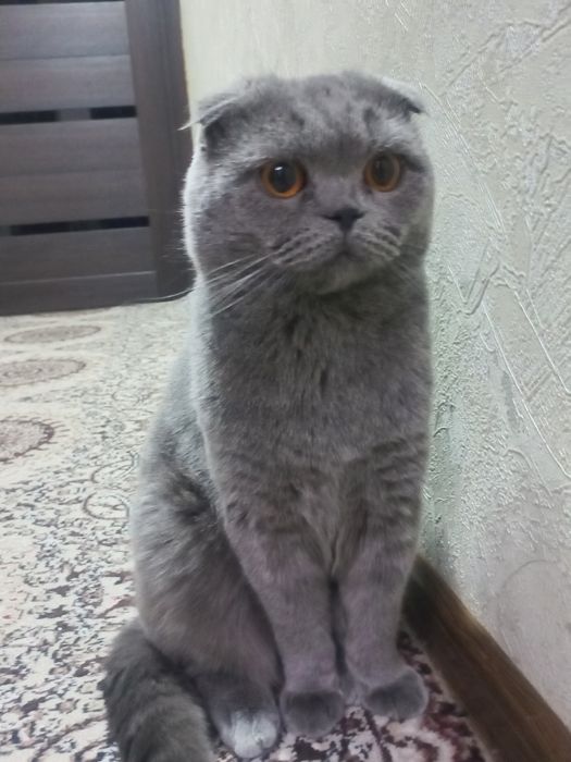 ВЯЗКА чистокровный фолд