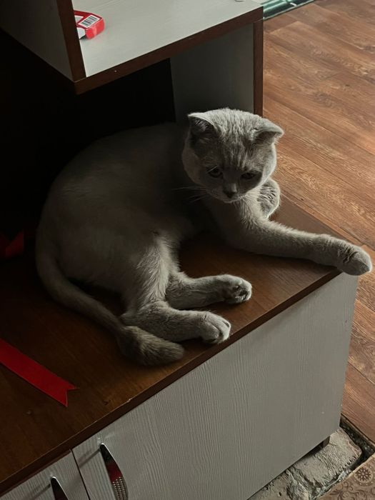 Отдам кота британская вислоухая