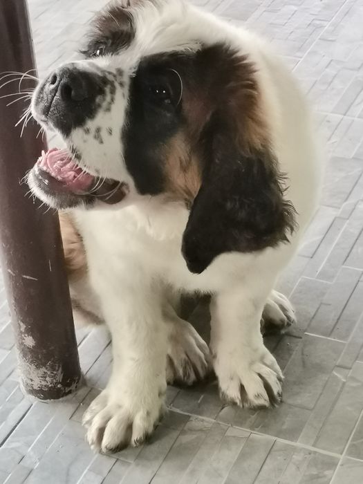 Cățel Saint bernard
